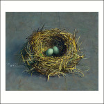 Abandoned blackbird nest