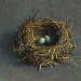 Abandoned blackbird nest